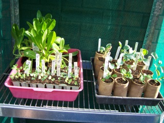 Grow your own Grow your own